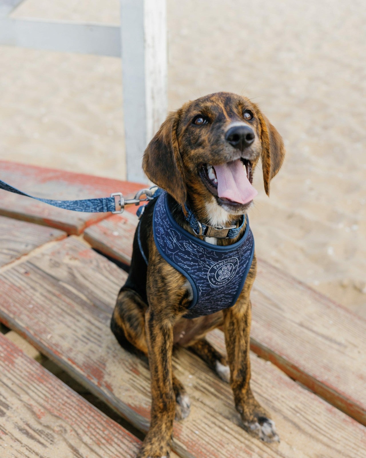 Southern Tide ST x Pawsitivity Schooling Fish Dog Harness For Home