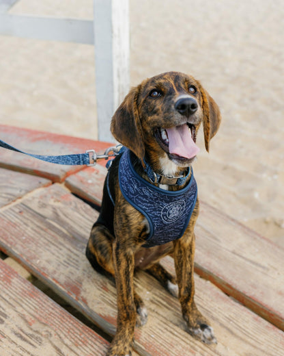 Southern Tide ST x Pawsitivity Schooling Fish Dog Harness For Home