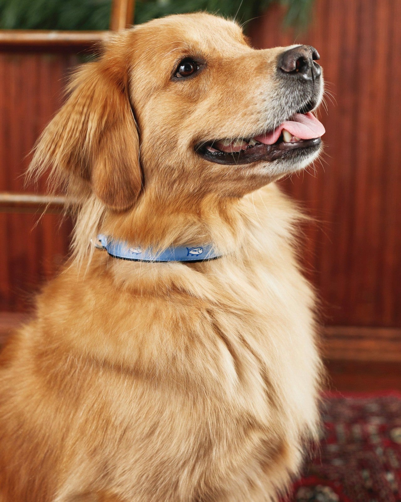 Southern Tide Dog Collars - Skipjack Blue - Nylon For Home